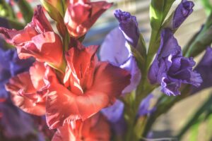 gladiolus-mieczyk