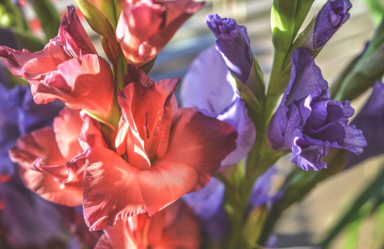 gladiolus-mieczyk