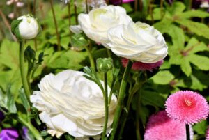 jaskier-ranunculus