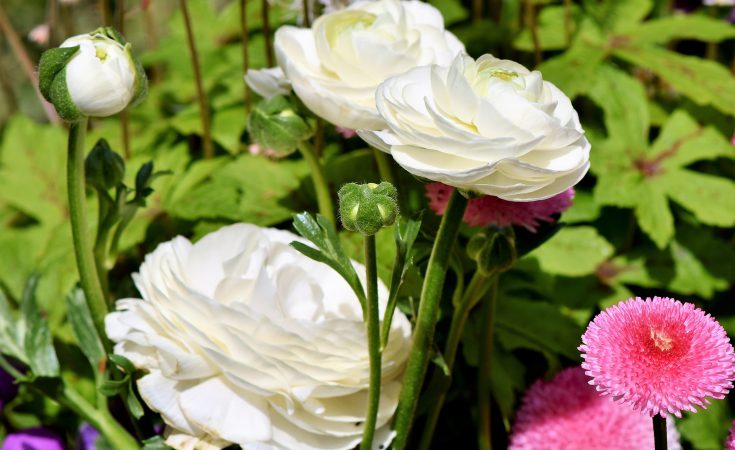 Jaskier Ranunculus Jaskier Ranunculus - wyjątkowy kwiat idealny do ogrodu i na balkon ...