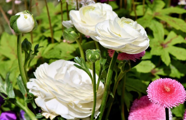 jaskier-ranunculus