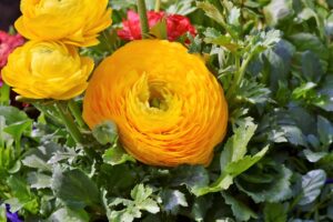 ranunculus-jaskier