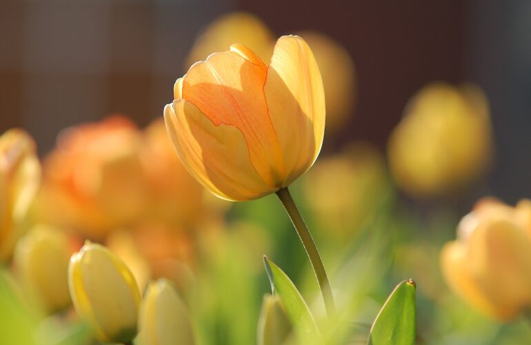 tulipan