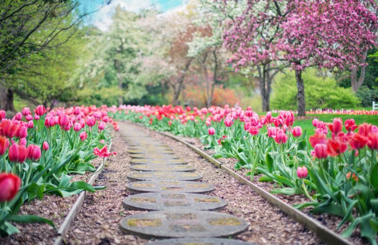 tulipany-w-ogrodzie