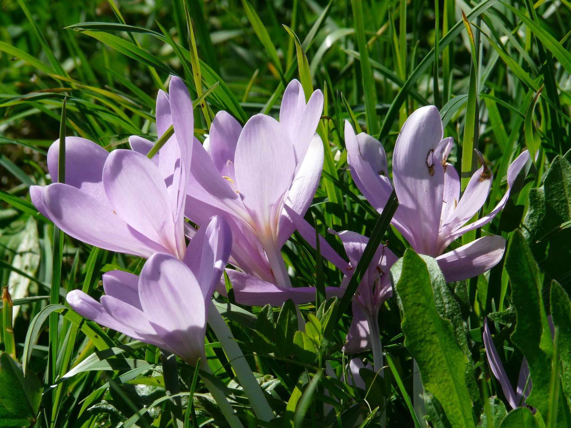 zimowit-colchicum