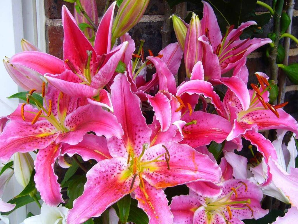 Lilia Stargazer